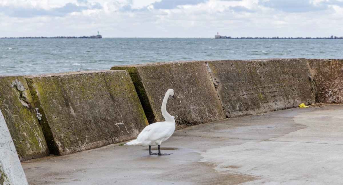 Marine Wall Repair & Grout Pumping